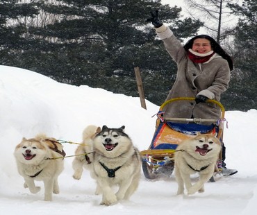 Furano Dog Sledding