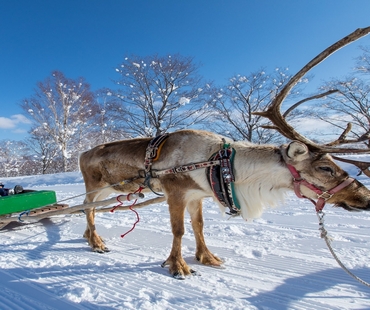 Niseko Village Reindeer