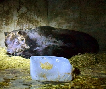 Brown Bear Hibernation Observation Tour