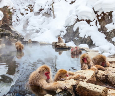 Jigokudani Snow Monkey Park Jigokudani Snow Monkey Park