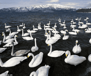 Migrating White Swans at Aomori Spring Migrating White Swans at Aomori Spring