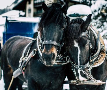 horses pulling carriage horses pulling carriage