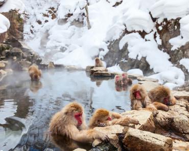 Snow Monkeys Park Snow Monkeys Park